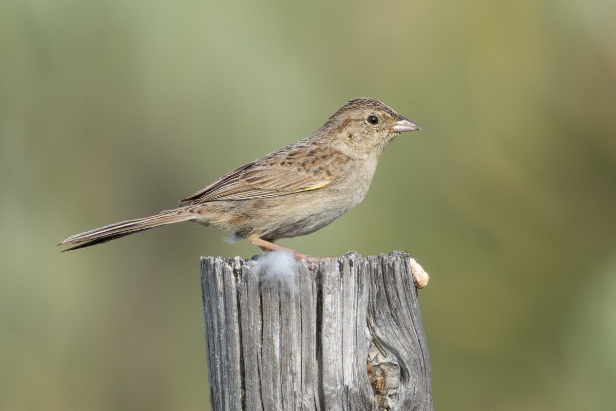 Cassin's Sparrow - ML637613974
