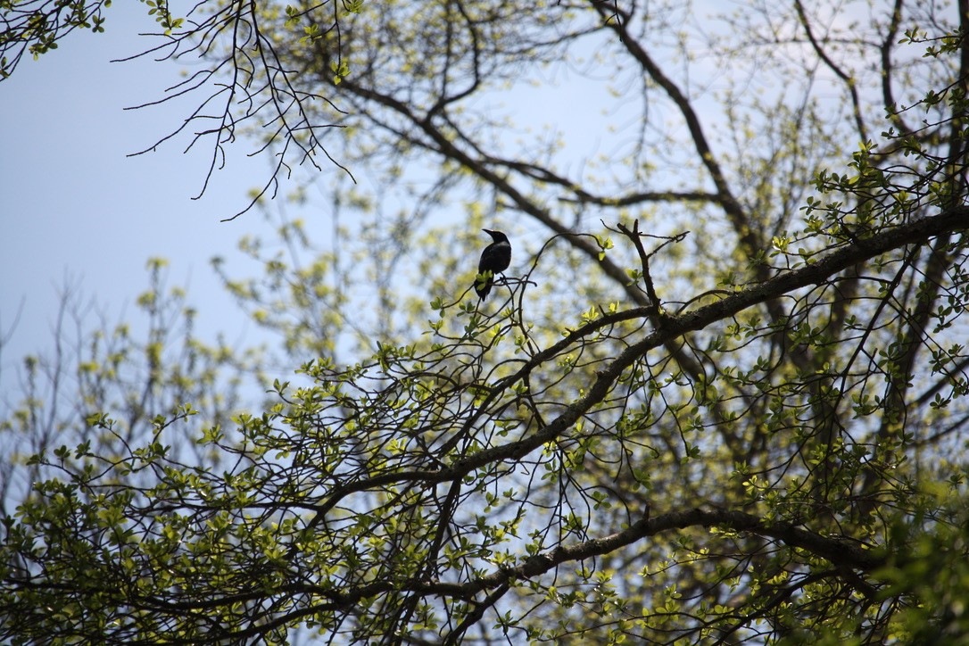 Common Grackle - ML637613976