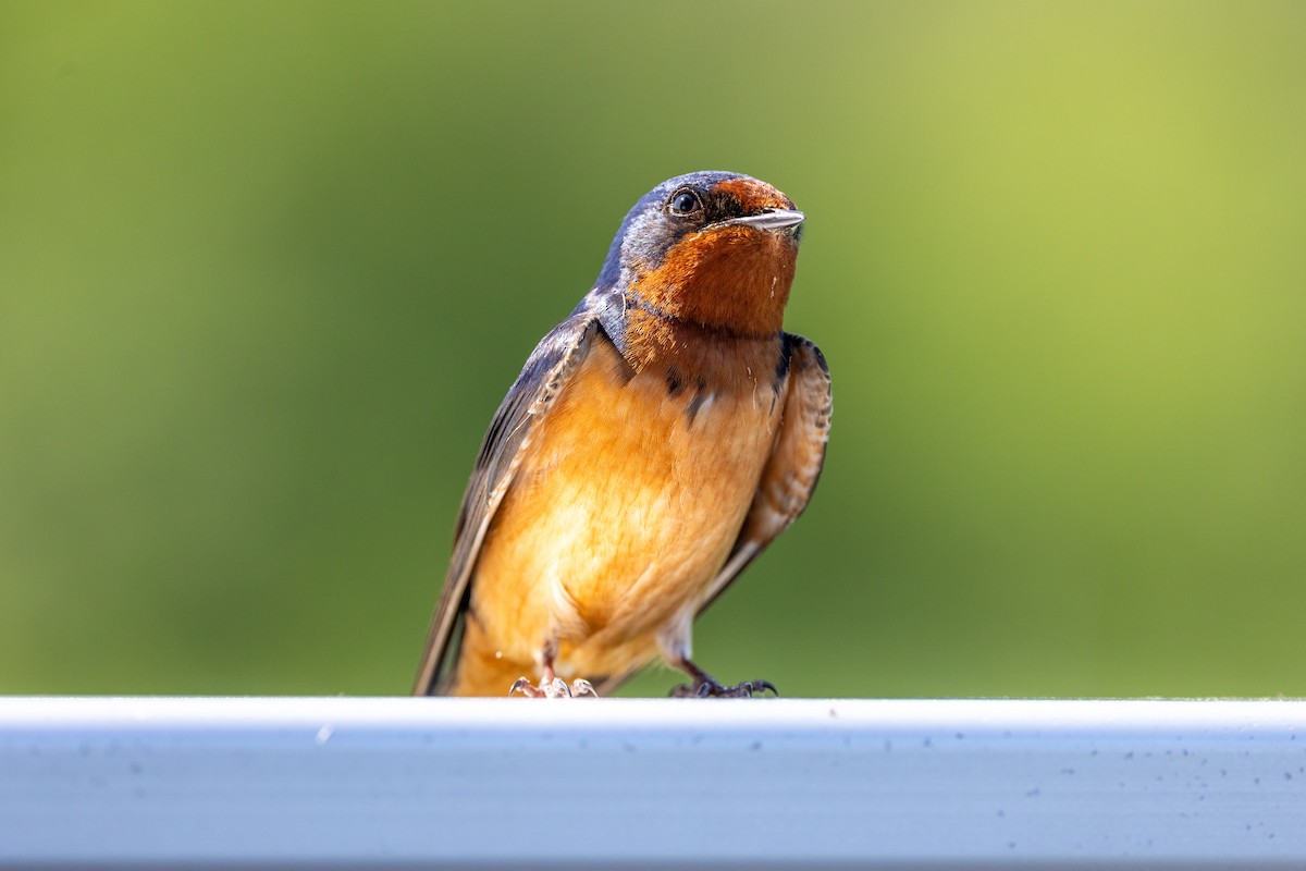 Barn Swallow - ML637613980