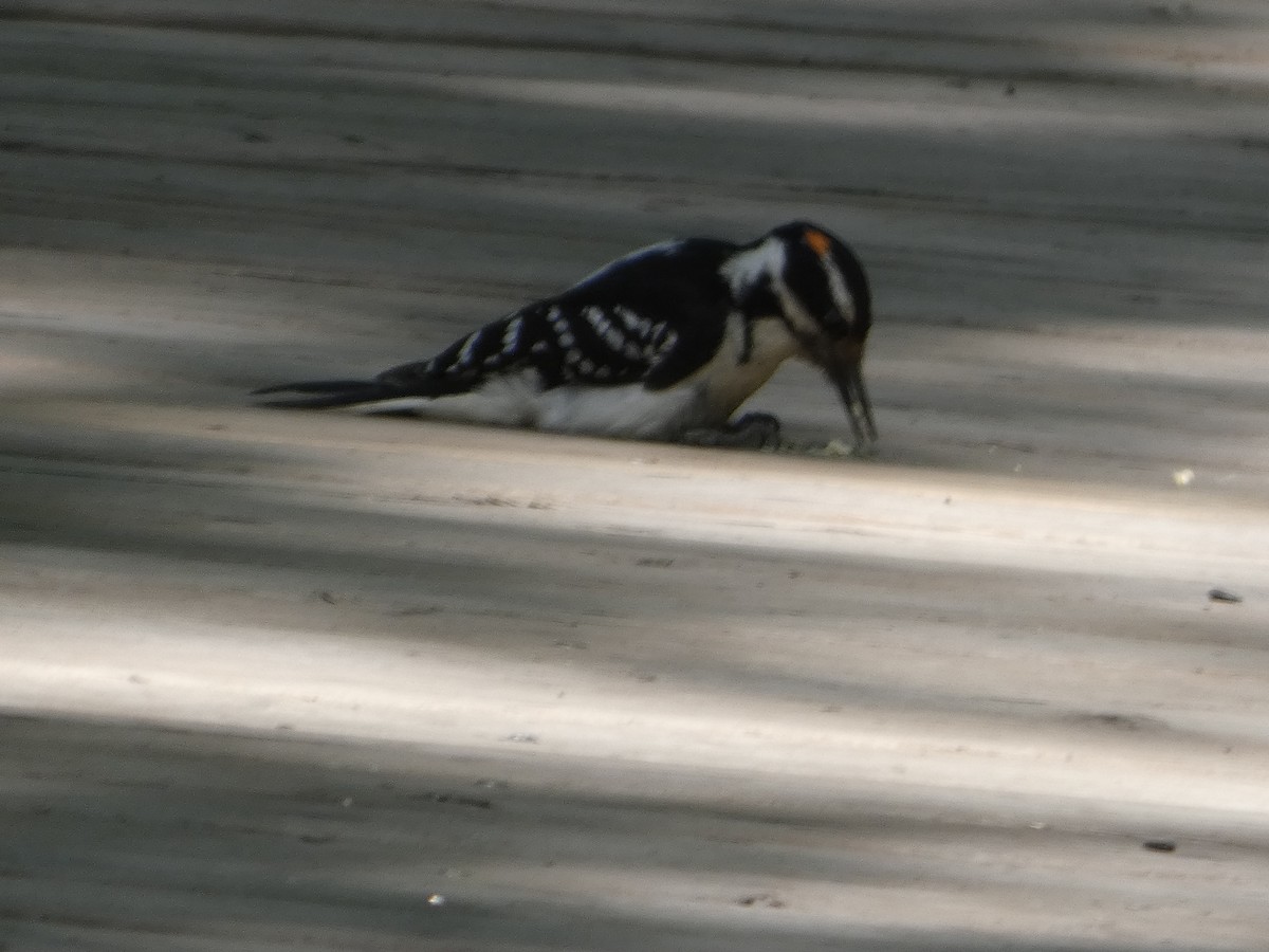 Hairy Woodpecker - ML637613981