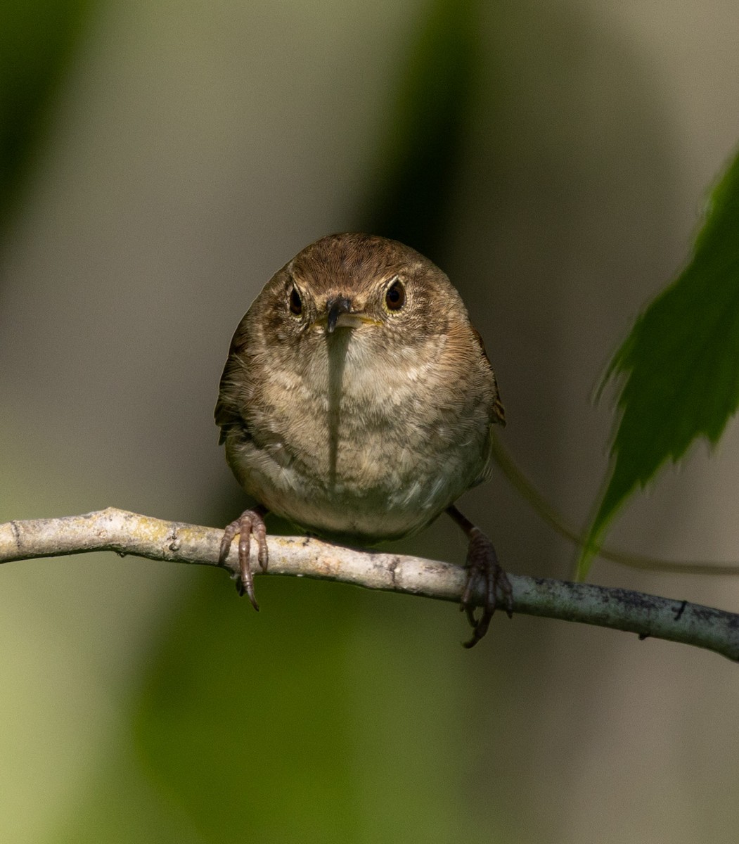 Northern House Wren - ML637613982