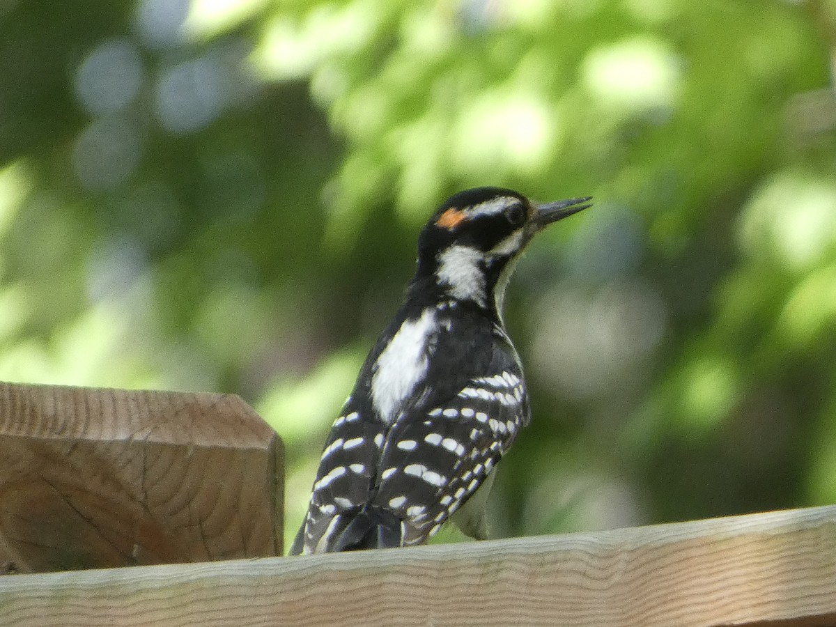 Hairy Woodpecker - ML637613985