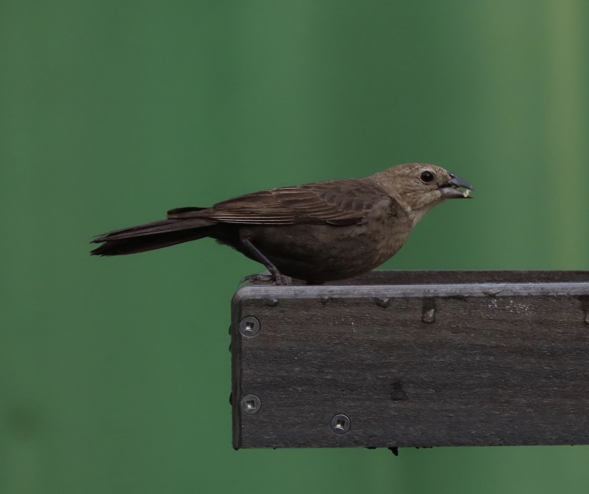 Brown-headed Cowbird - ML637613988