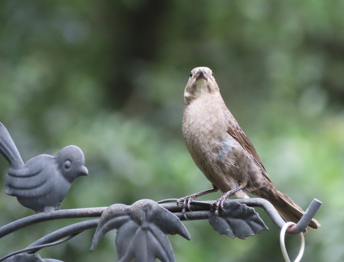 Brown-headed Cowbird - ML637613989