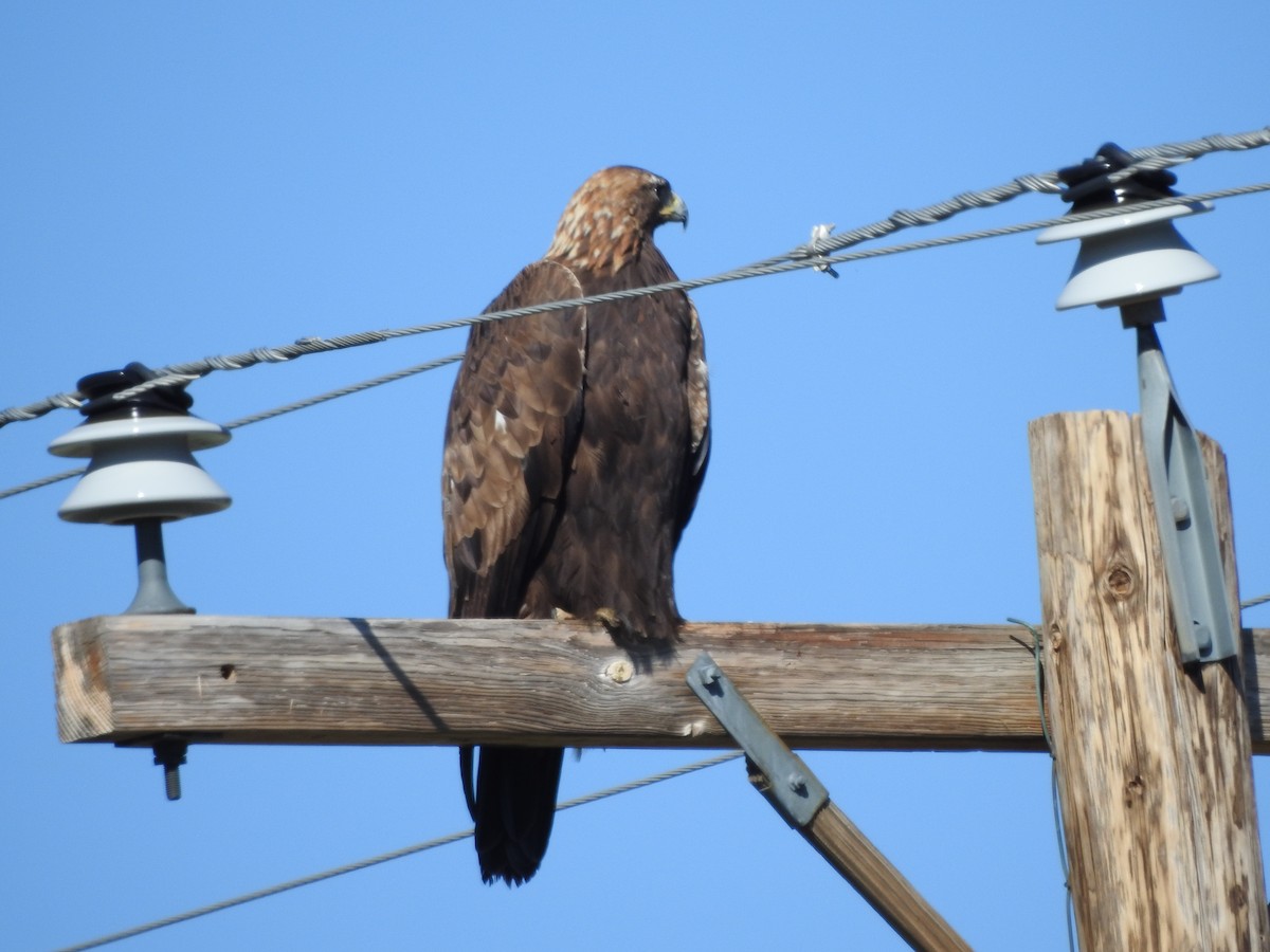 Golden Eagle - ML637613992