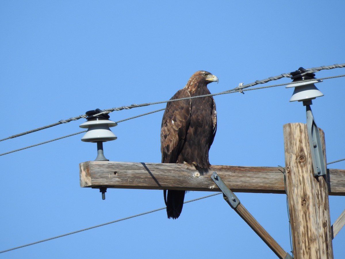Golden Eagle - ML637613993