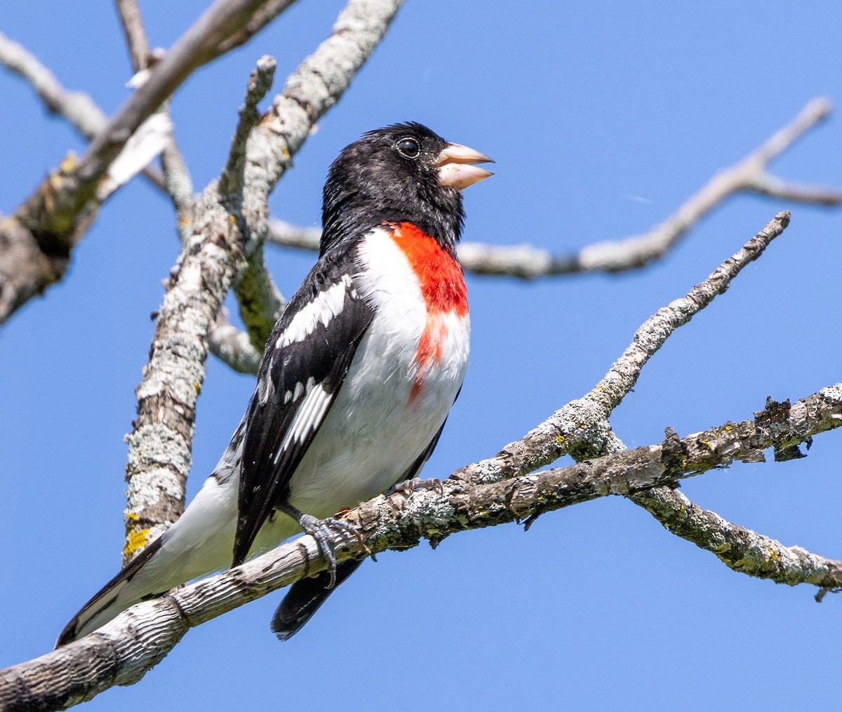 Rose-breasted Grosbeak - ML637613994