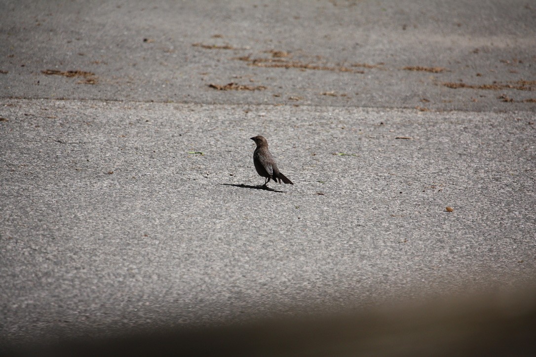 Brown-headed Cowbird - ML637613995