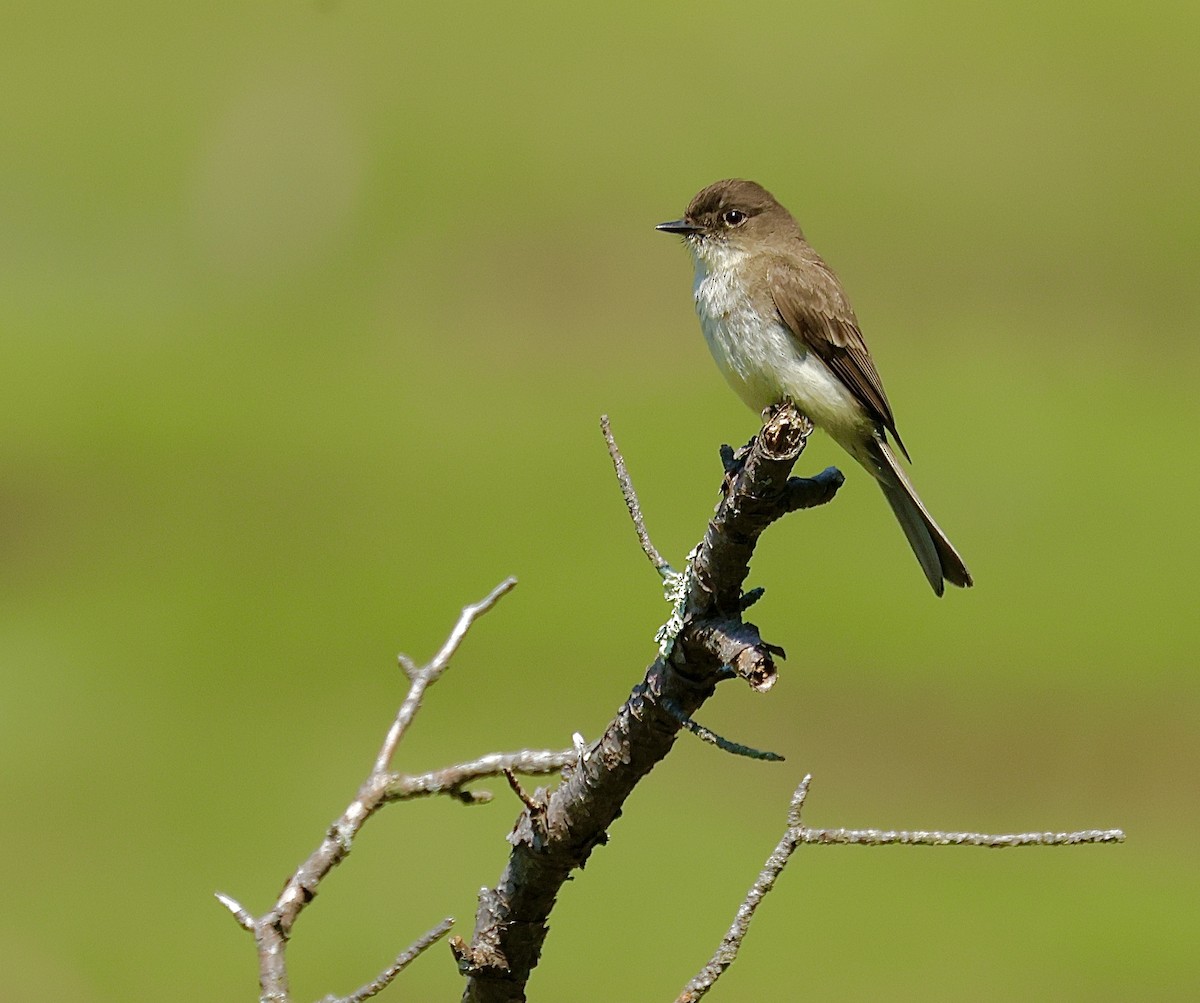 Eastern Phoebe - ML637613996