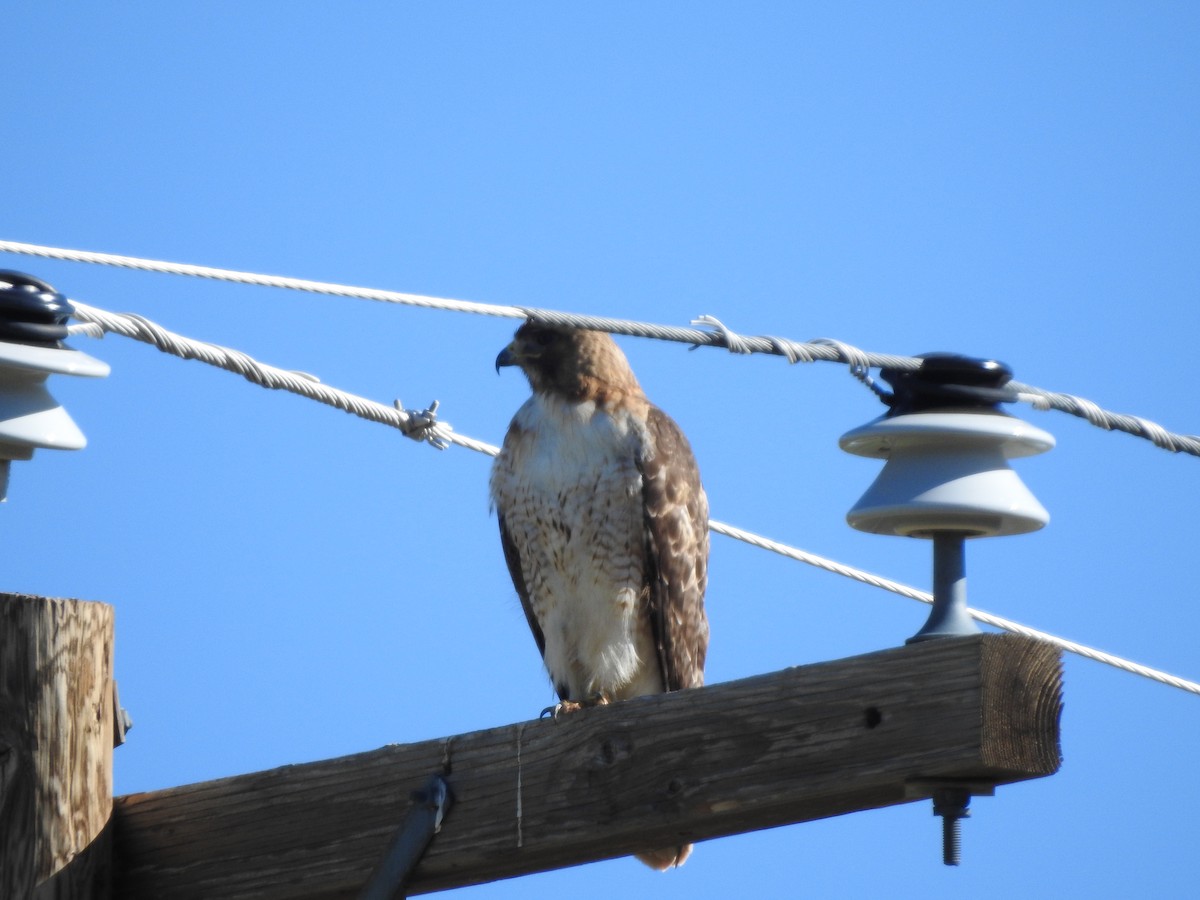 Red-tailed Hawk - ML637613997