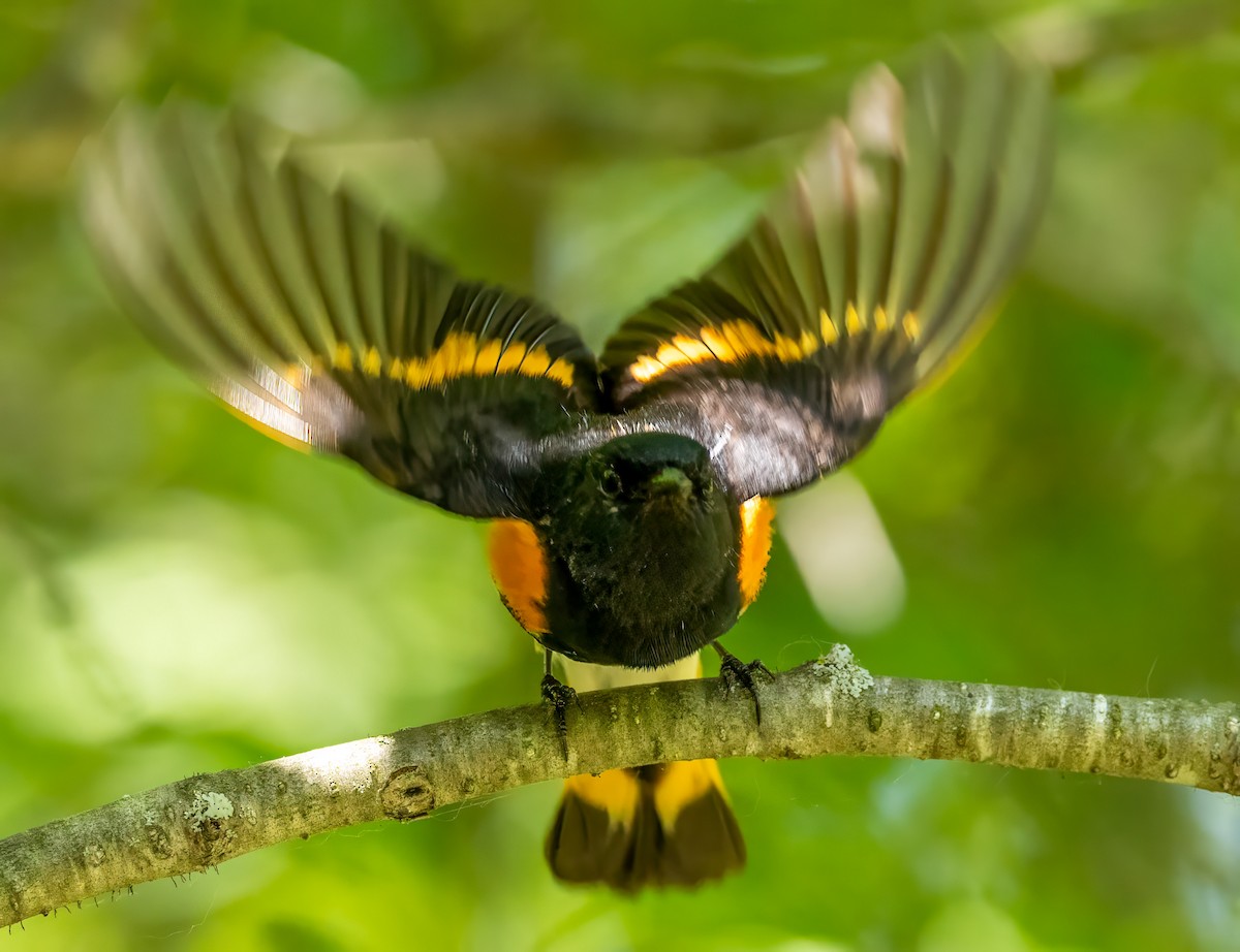 American Redstart - ML637614001