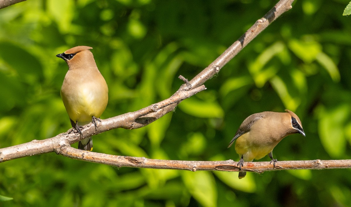 Cedar Waxwing - ML637614003