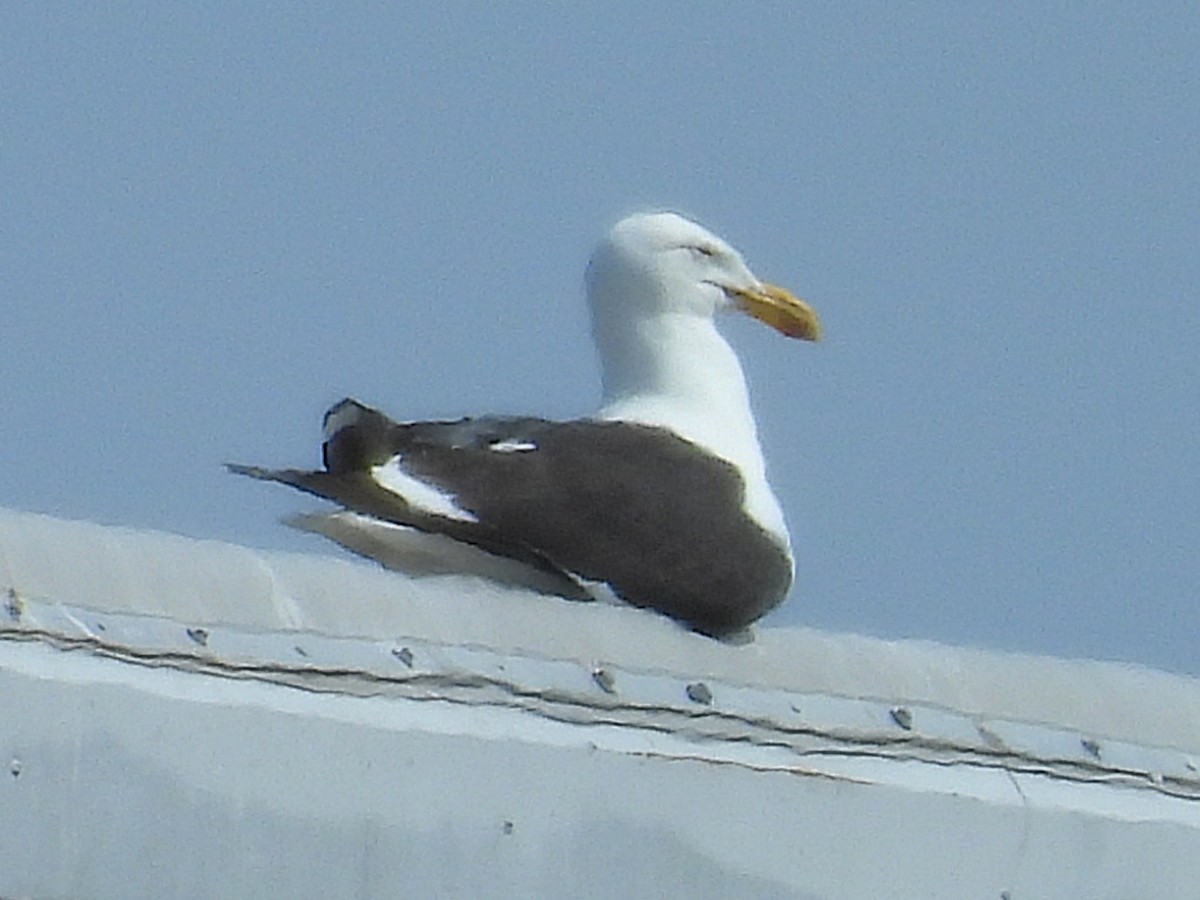 Kelp Gull - ML637614030