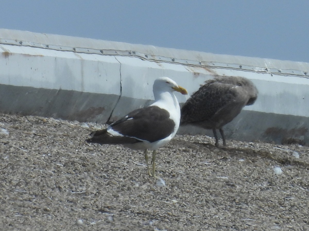 Kelp Gull - ML637614031