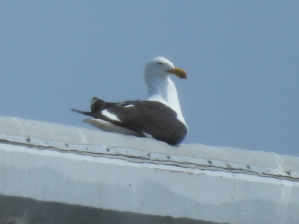 Kelp Gull - ML637614032