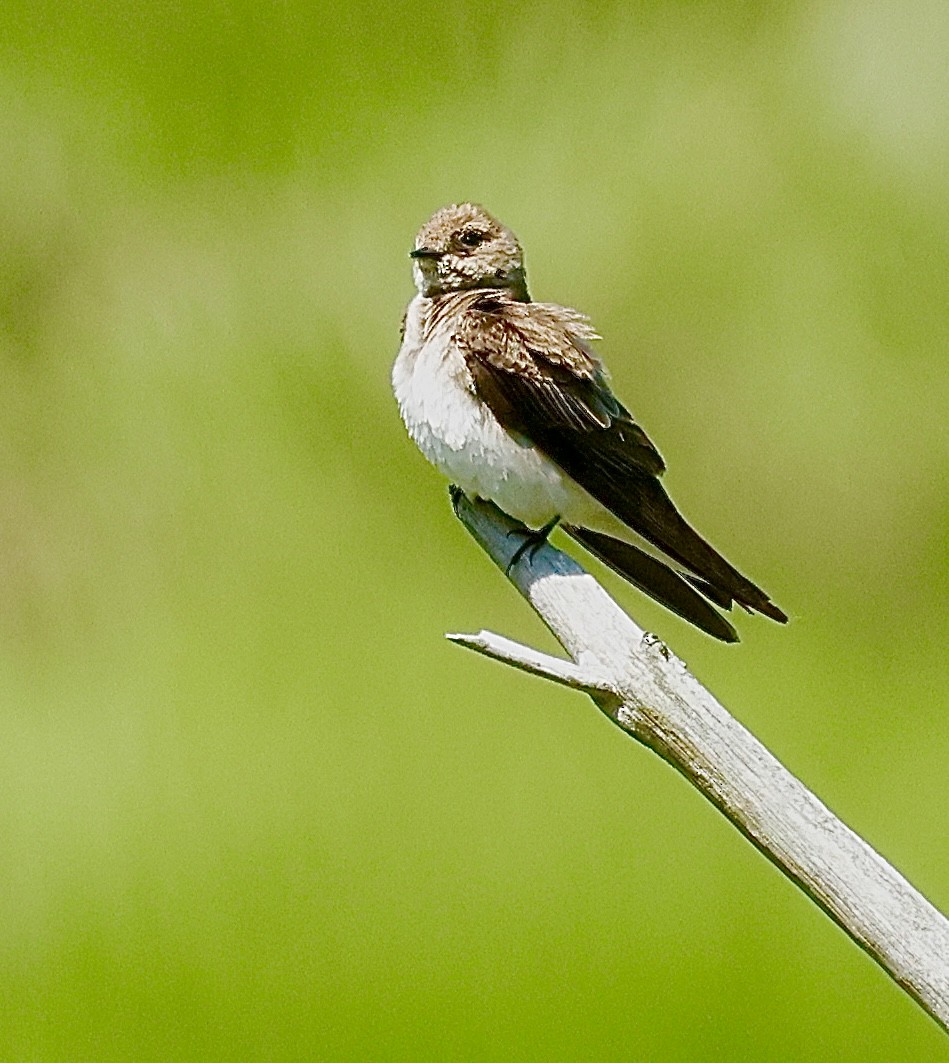 Golondrina Aserrada - ML637614043