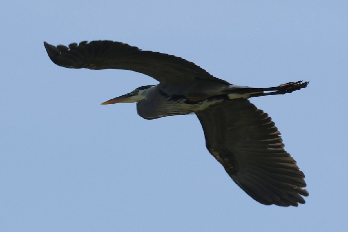 Garza Azulada - ML637614044