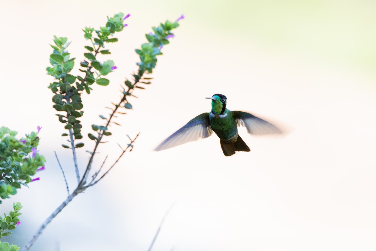 Colibrí Lumaquela - ML637614045