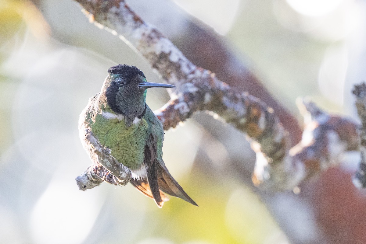 Colibrí Lumaquela - ML637614046