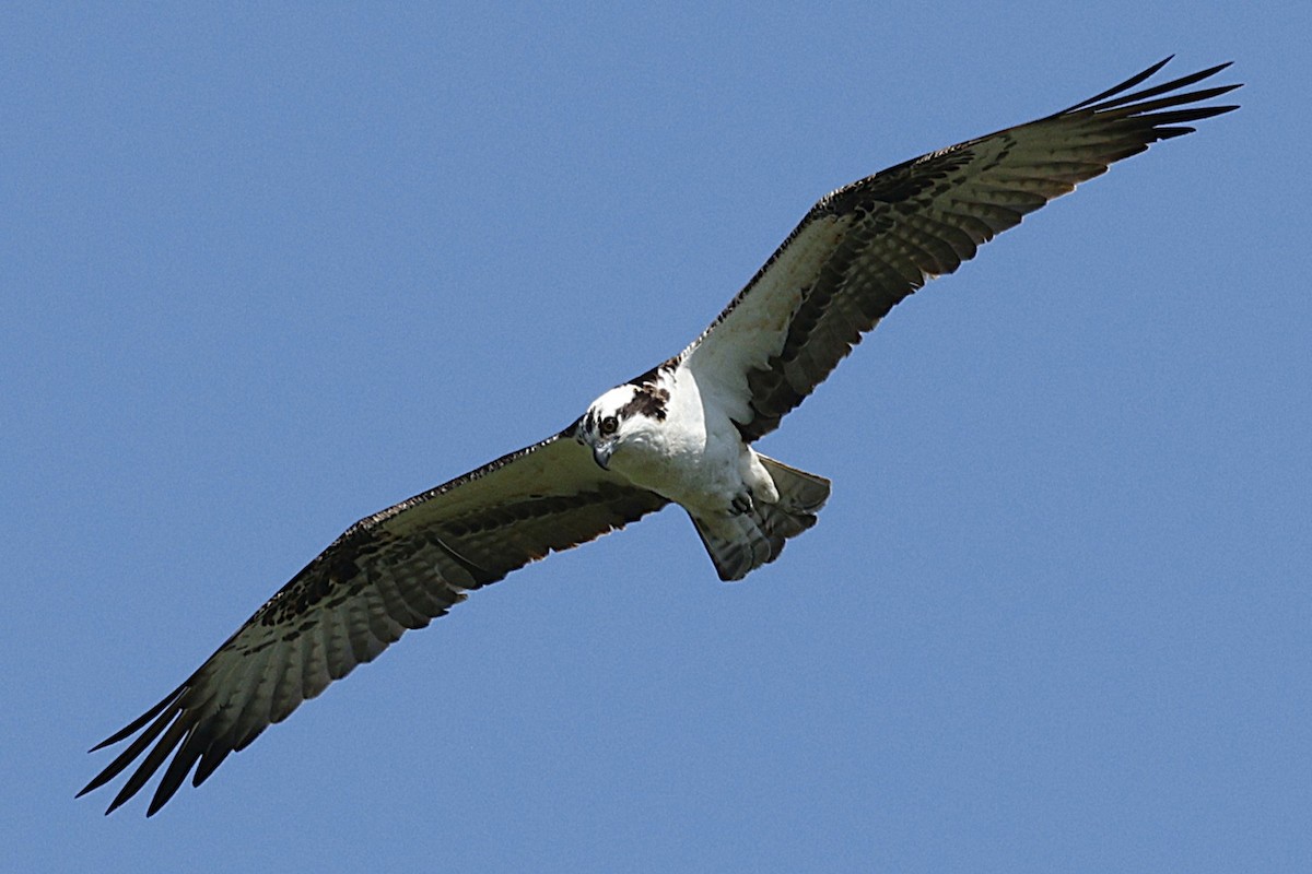 Águila Pescadora - ML637614052