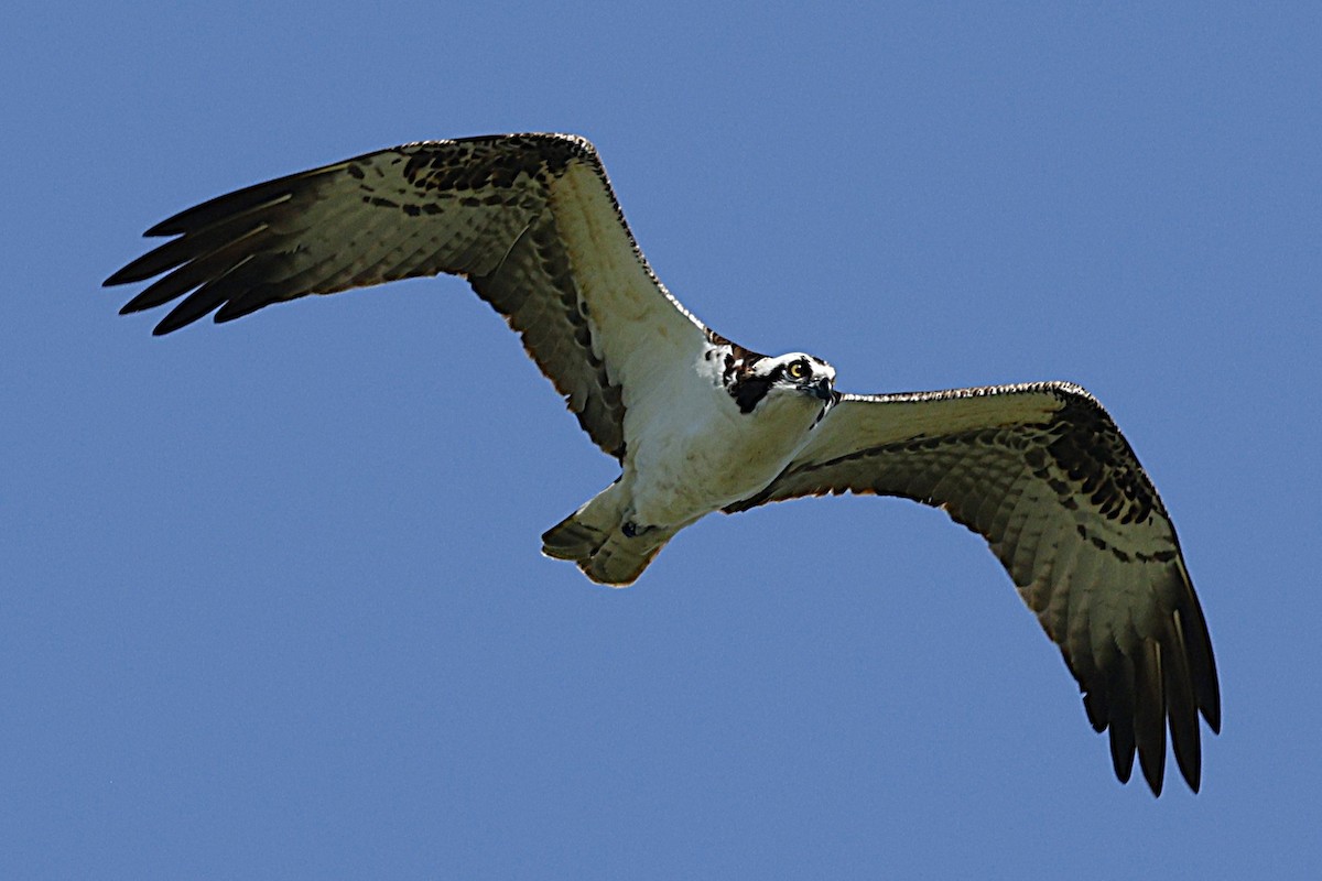 Águila Pescadora - ML637614057