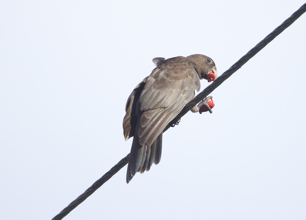 Seychelles Parrot - ML637614113