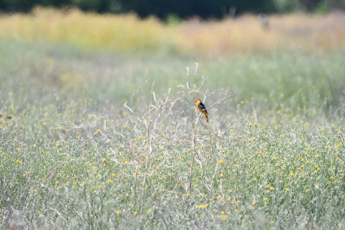 Bullock's Oriole - ML637614117