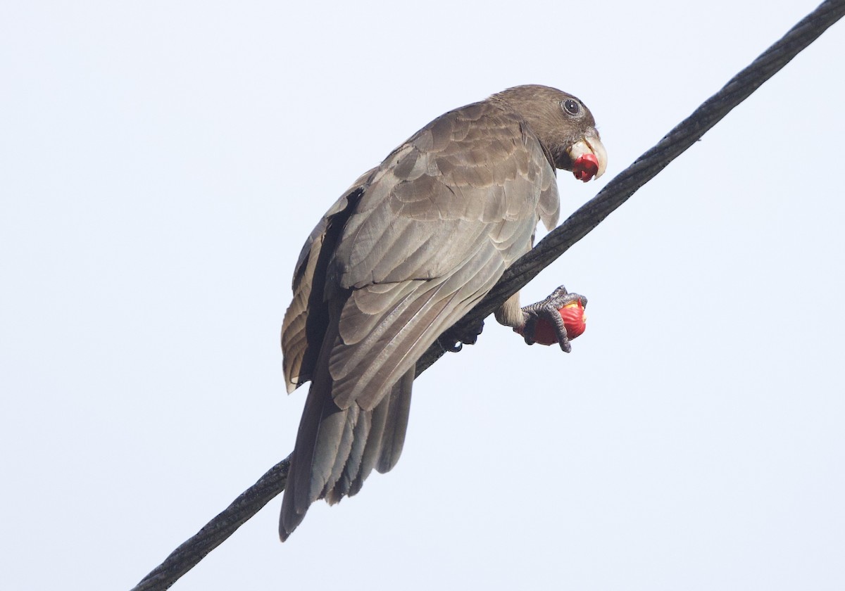 Seychelles Parrot - ML637614118