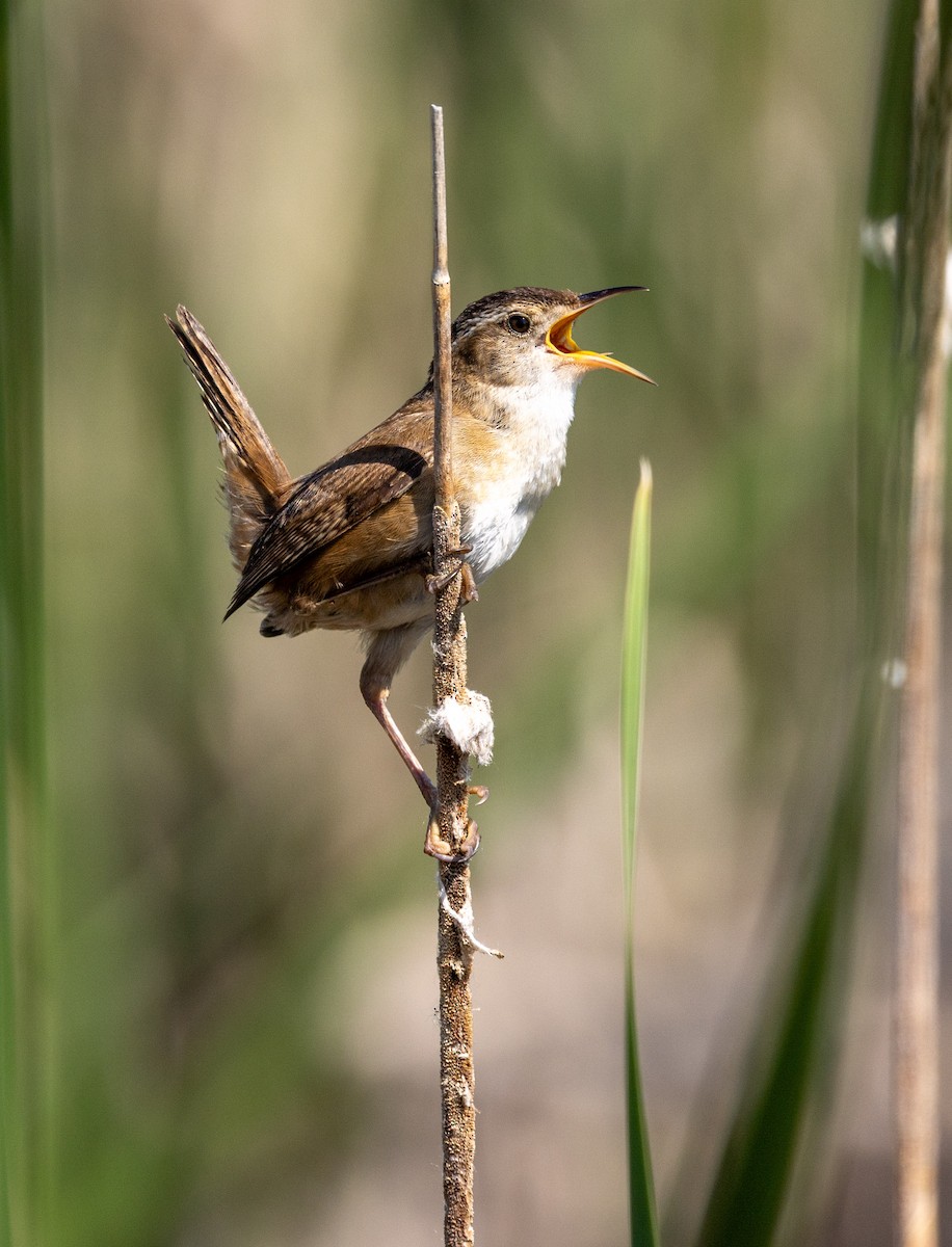 Marsh Wren - ML637614125