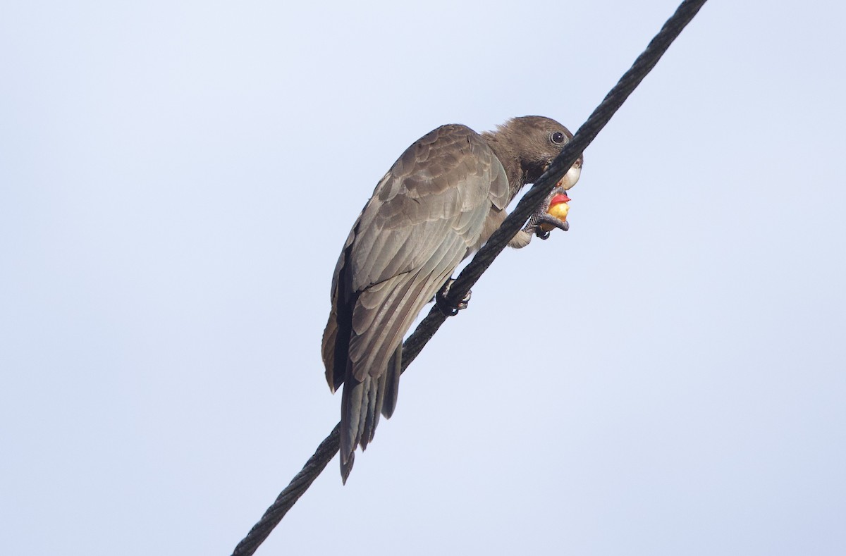 Seychelles Parrot - ML637614127