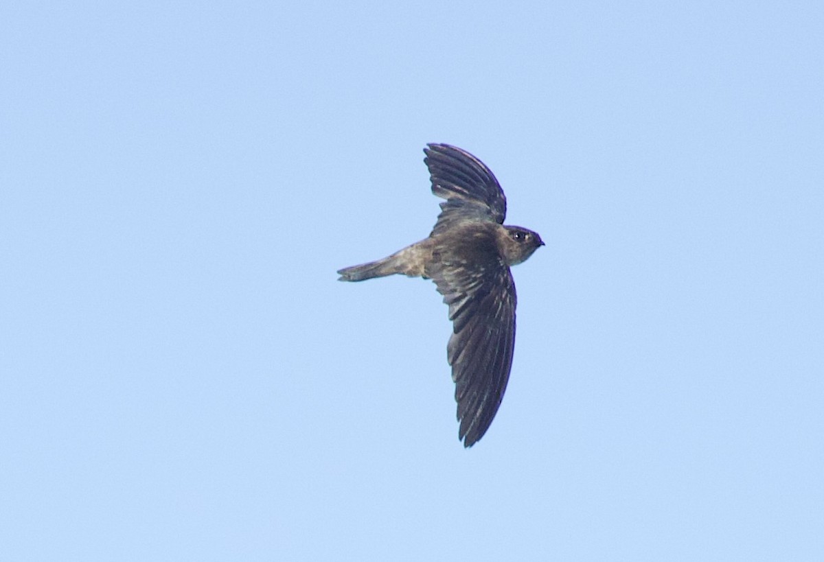 Seychelles Swiftlet - ML637614132