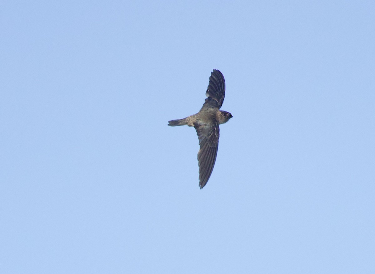 Seychelles Swiftlet - ML637614135