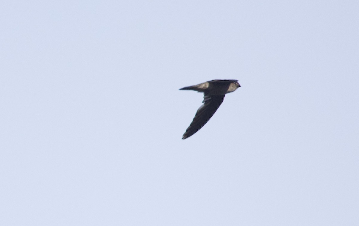 Seychelles Swiftlet - ML637614141