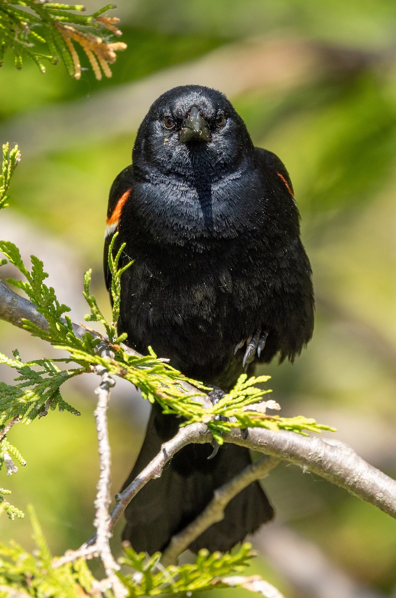 Red-winged Blackbird - ML637614147