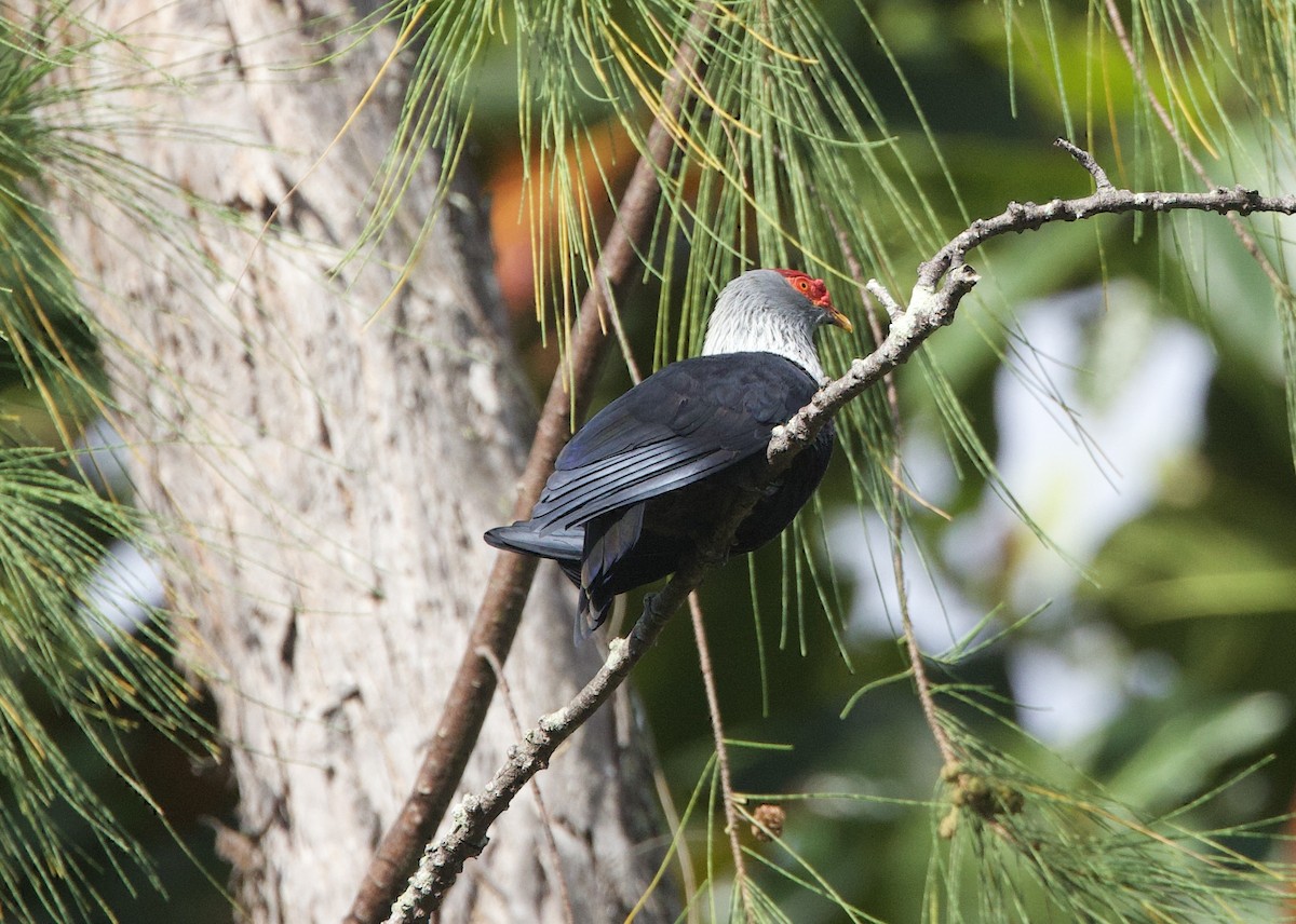 Seychelles Blue-Pigeon - ML637614186