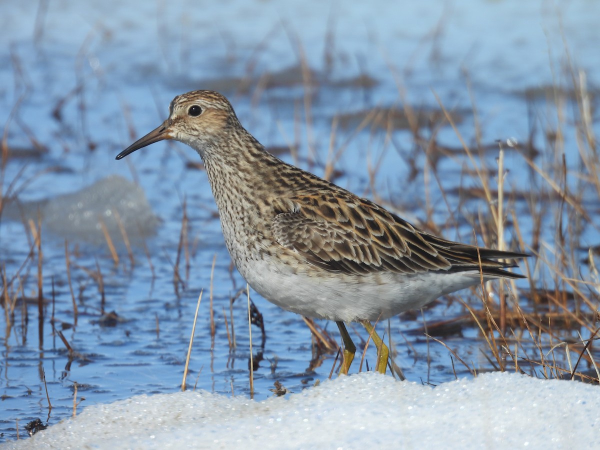 Pectoral Sandpiper - ML637614196