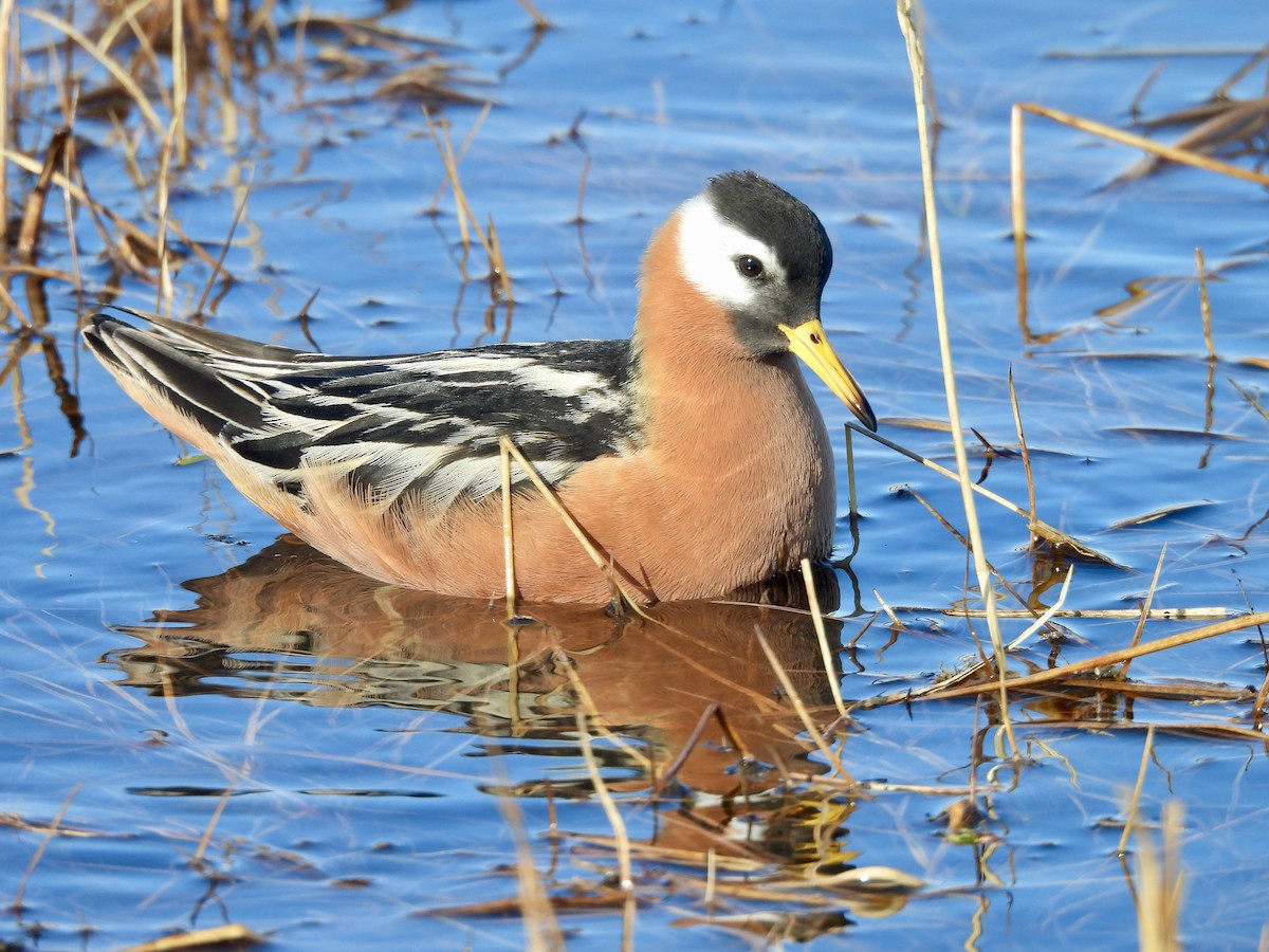 Red Phalarope - ML637614199