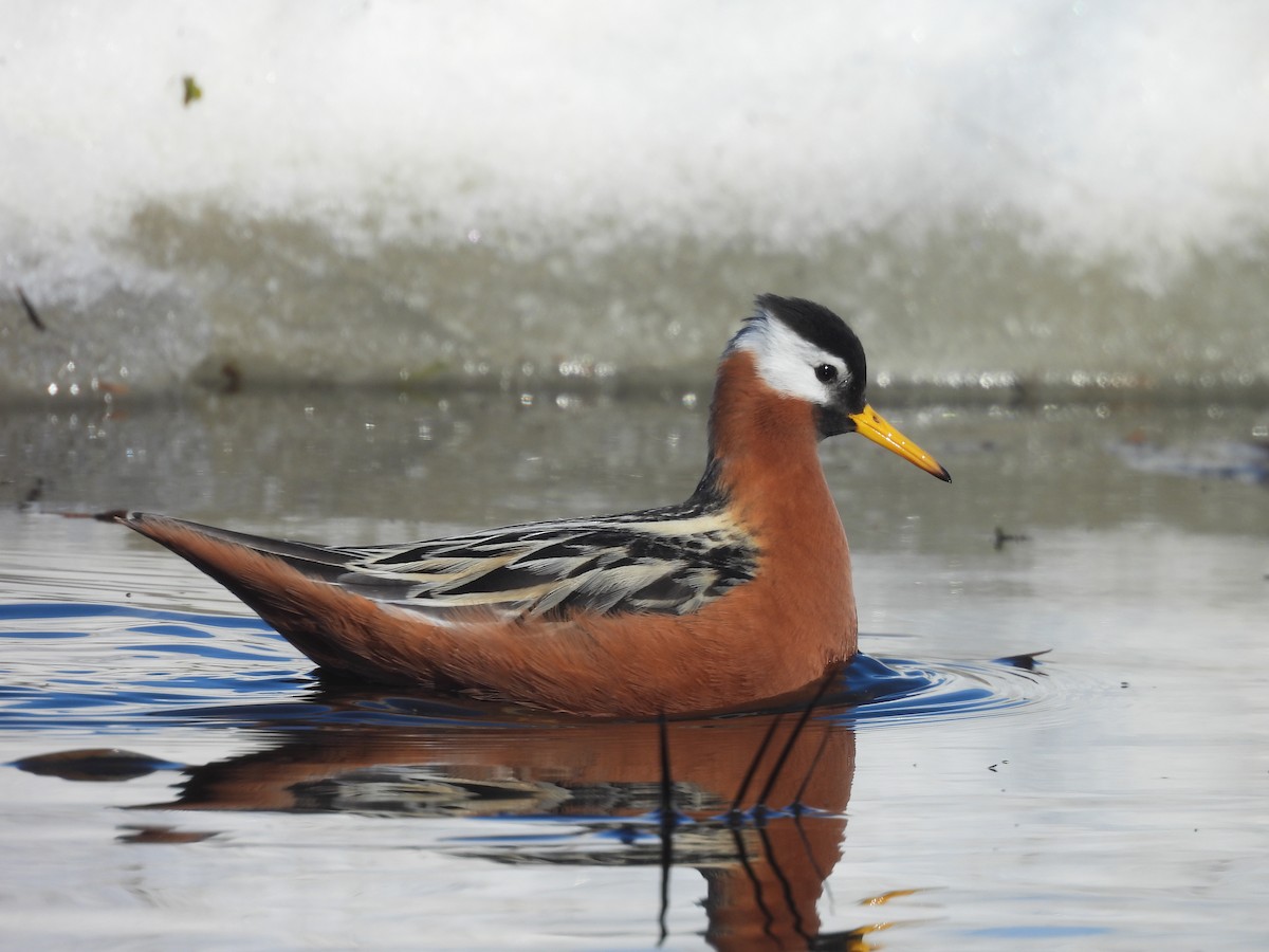 Red Phalarope - ML637614200