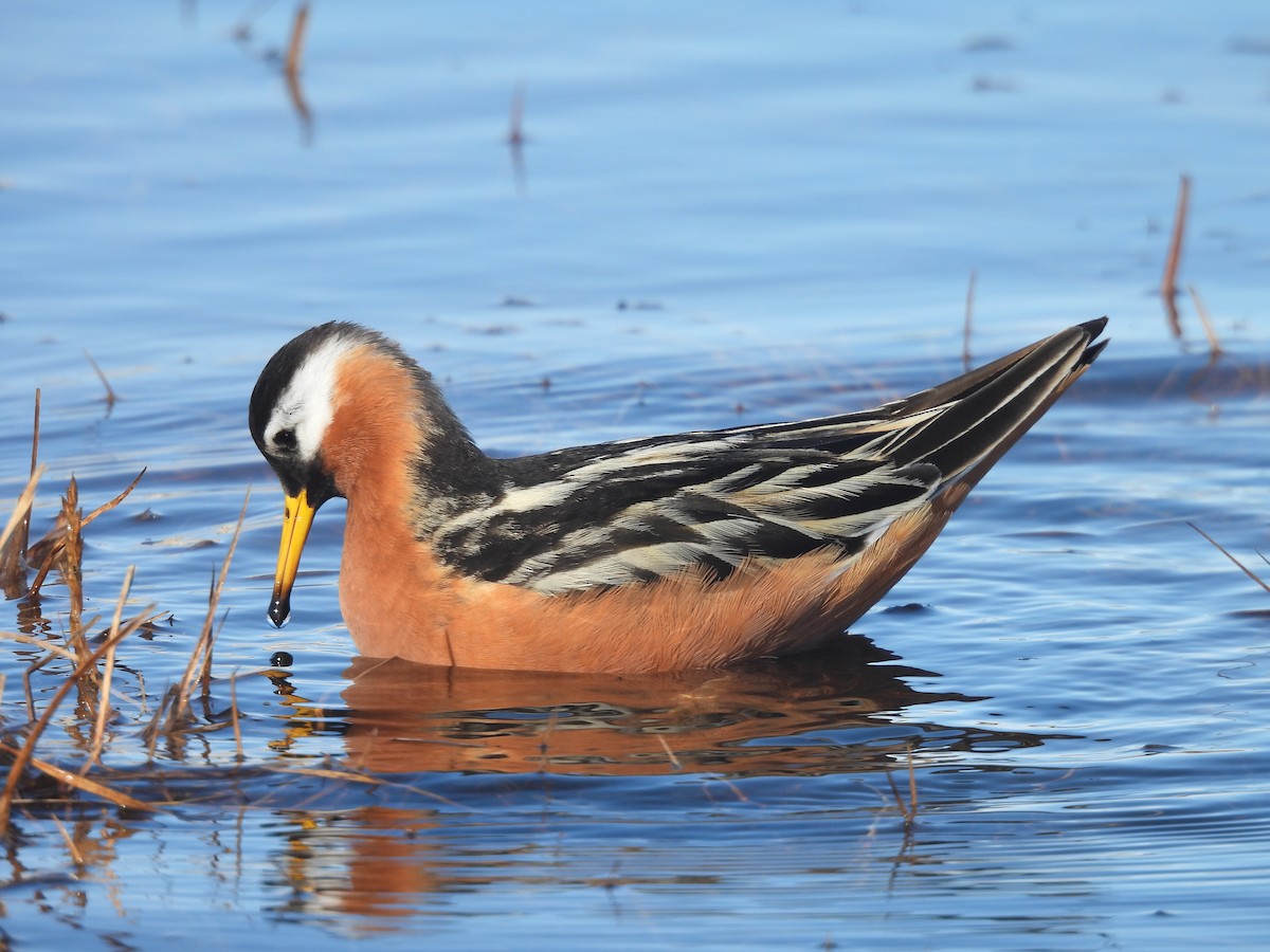Red Phalarope - ML637614201