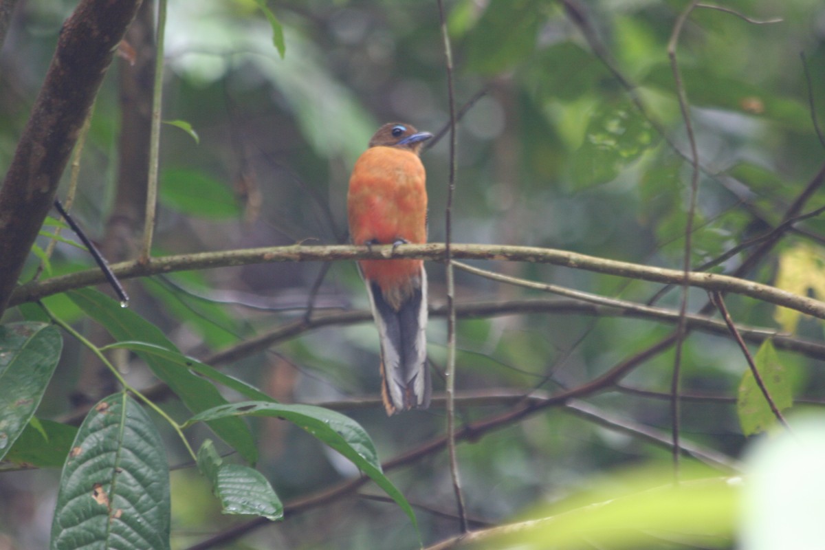 Scarlet-rumped Trogon - ML637614212