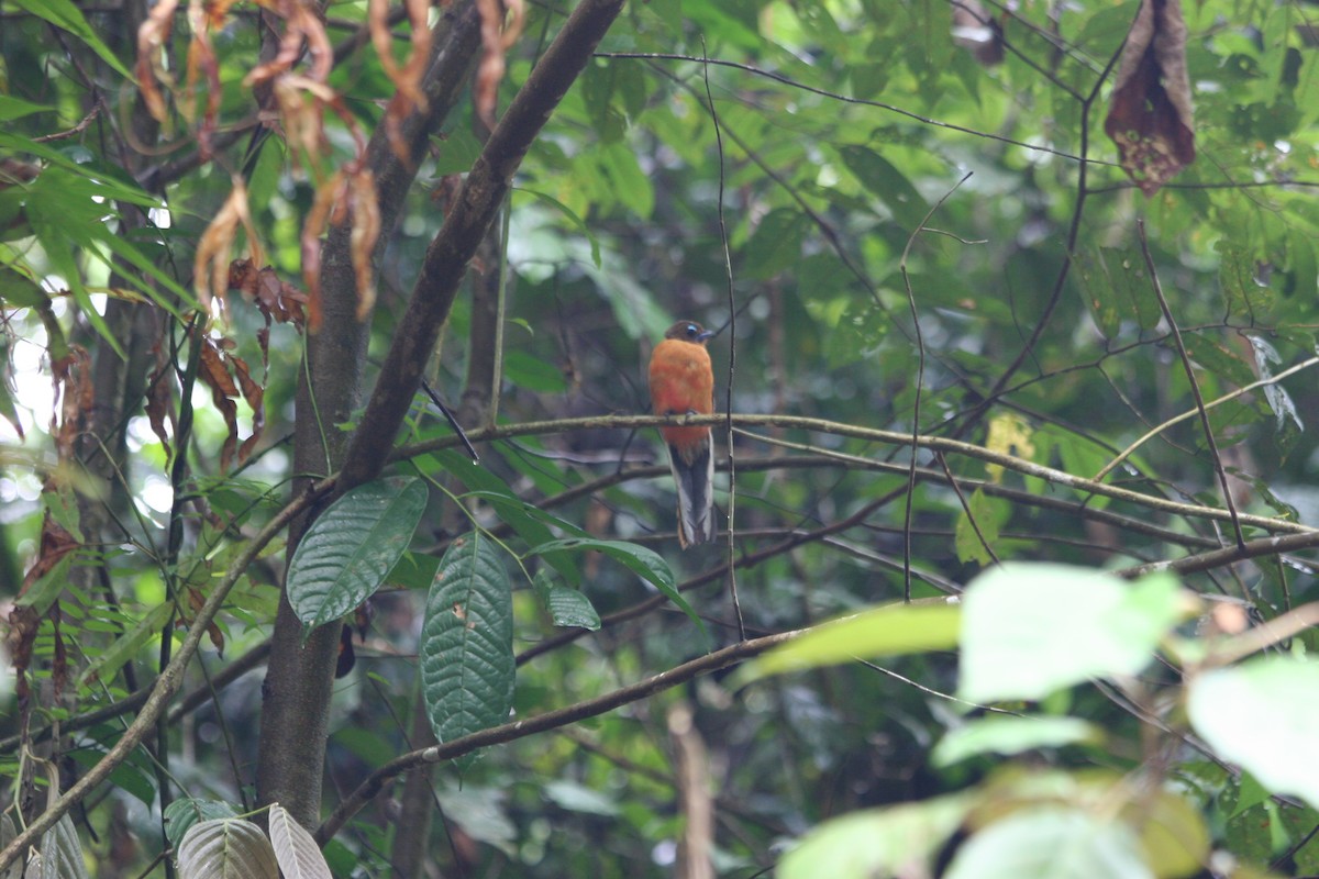 Scarlet-rumped Trogon - ML637614213
