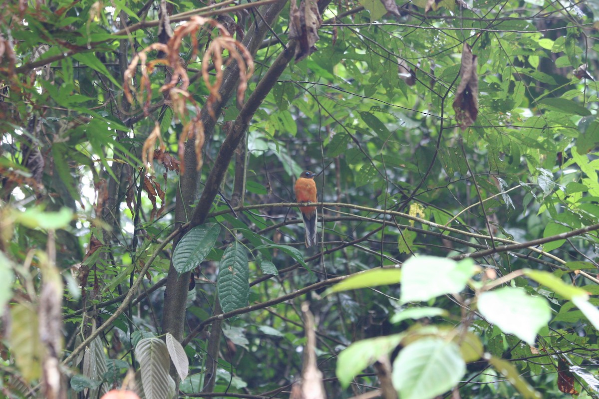 Scarlet-rumped Trogon - ML637614214
