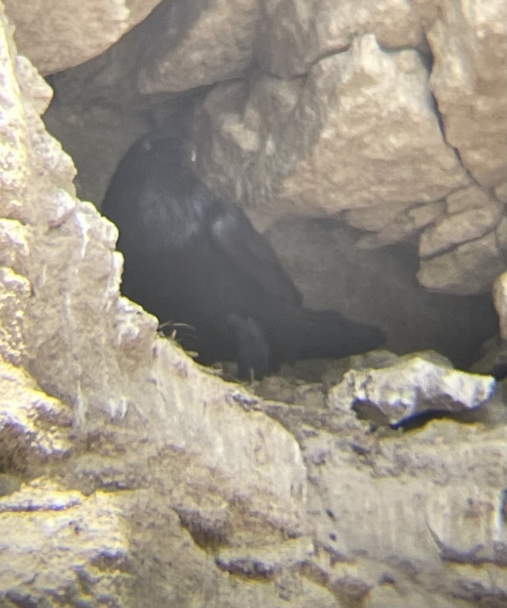 Common Raven - ML637614227
