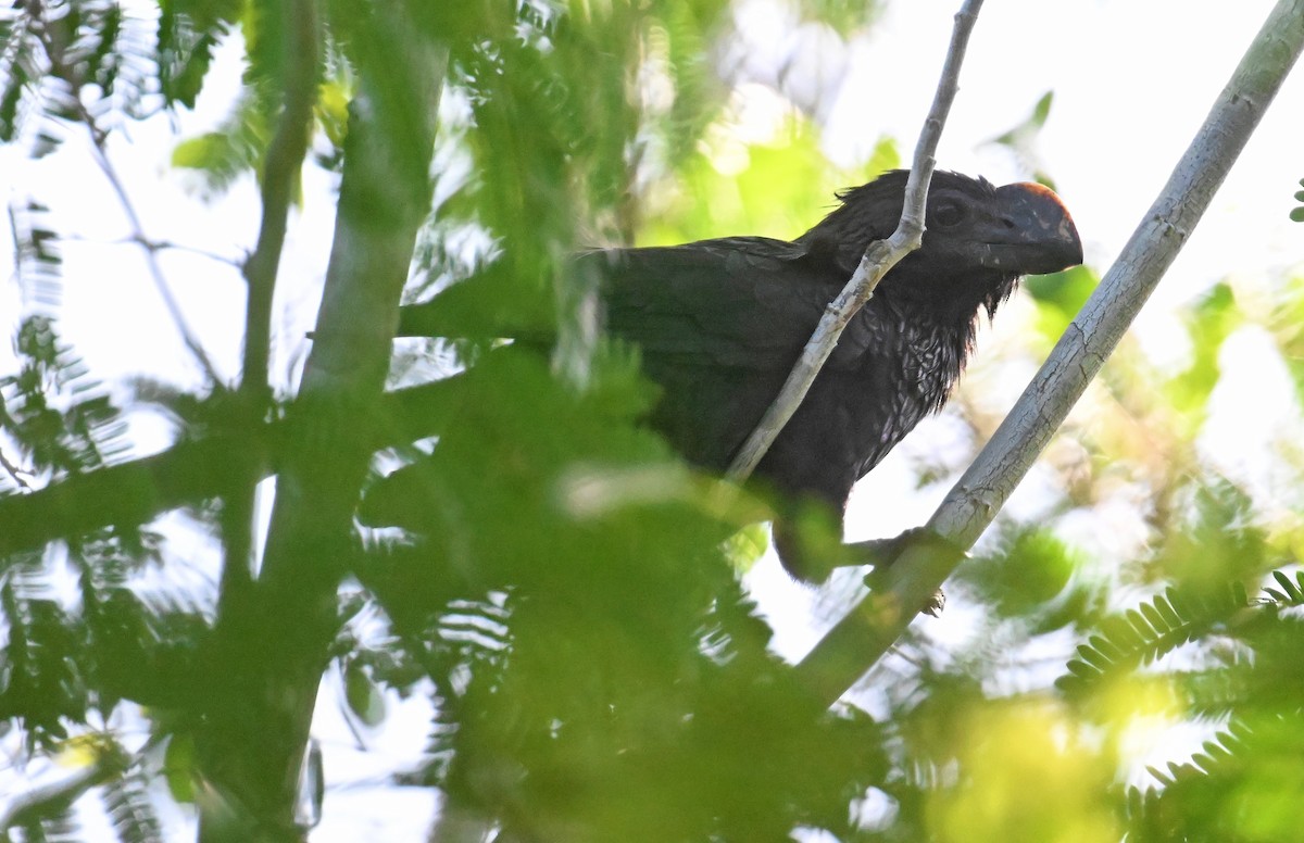 Smooth-billed Ani - ML637614228