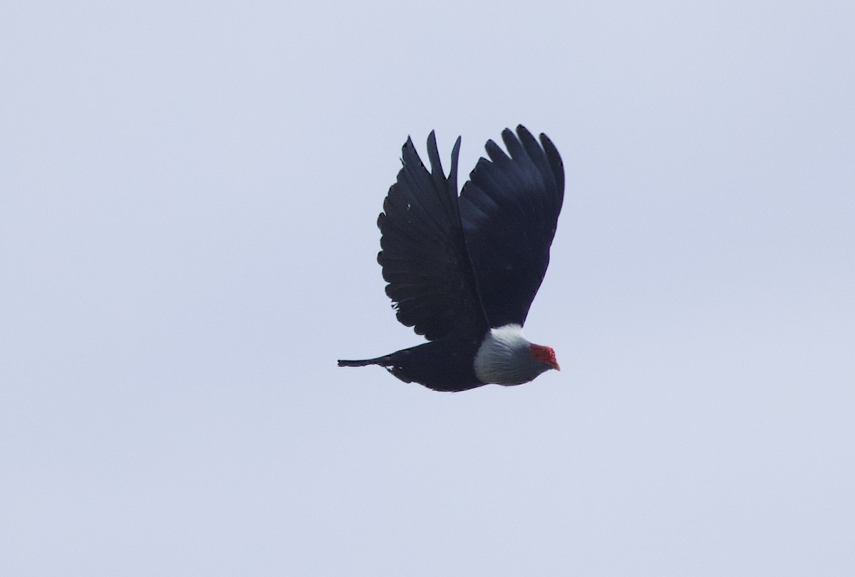 Seychelles Blue-Pigeon - ML637614234