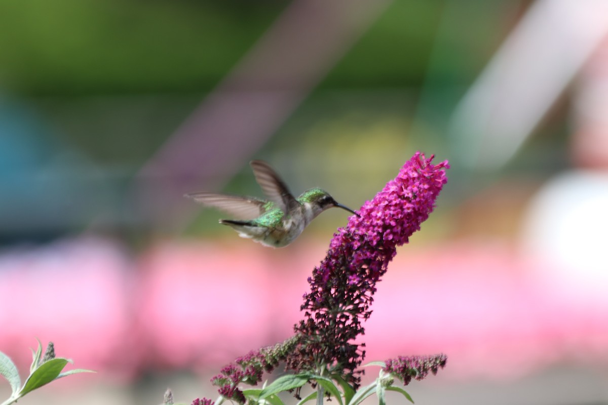 Ruby-throated Hummingbird - ML637614241