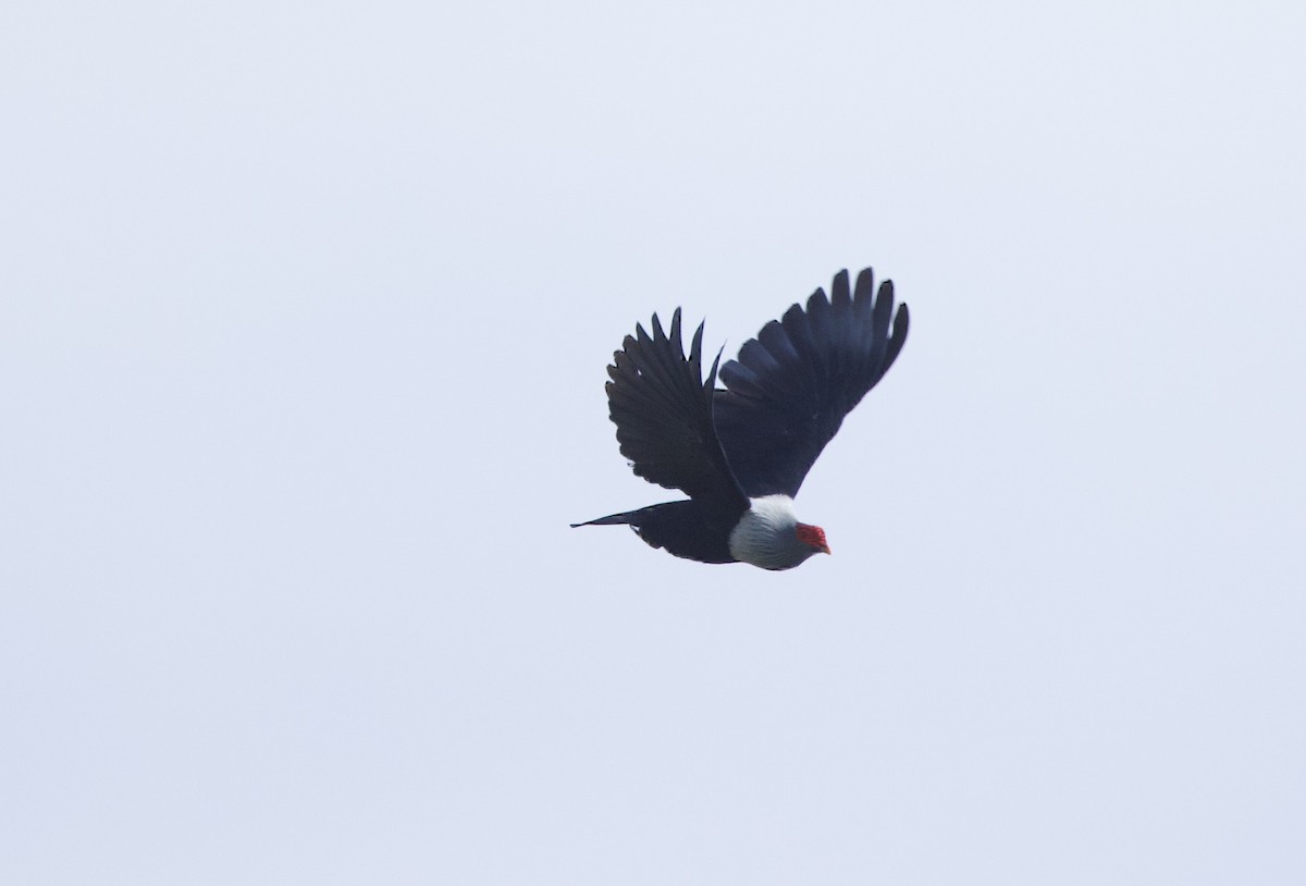 Seychelles Blue-Pigeon - ML637614247