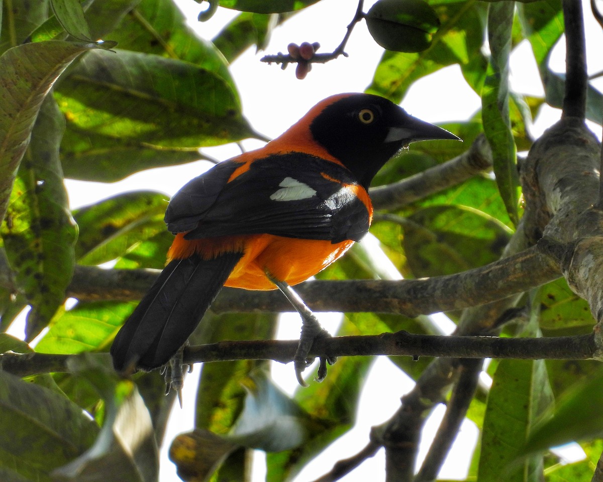 Orange-backed Troupial - ML637614250