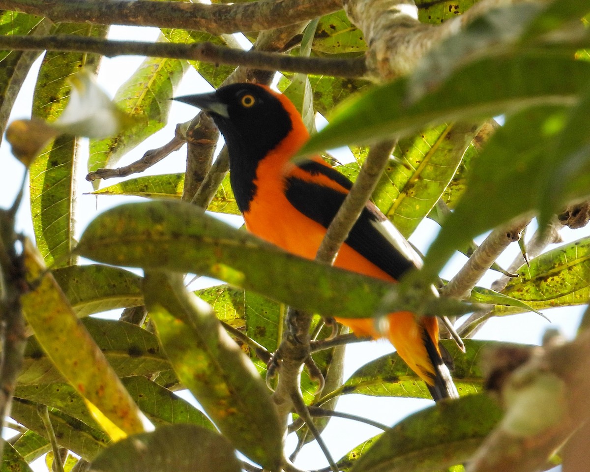 Orange-backed Troupial - ML637614251