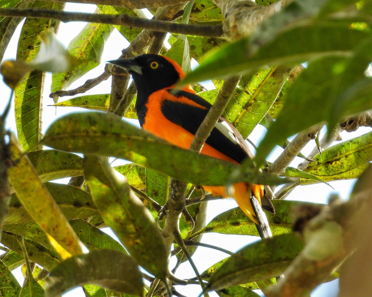 Orange-backed Troupial - ML637614252